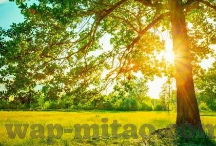 糖心直播app软件-洞察网络直播新风口，糖心直播APP的全方位解析